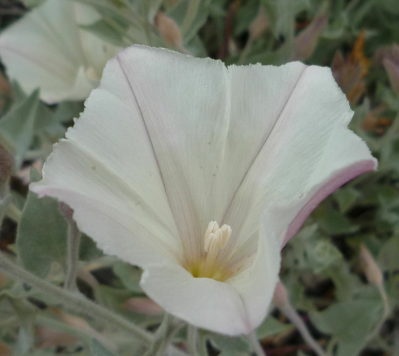 High Resolution Calystegia malacophylla Flower